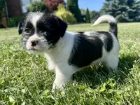 Pepper, a male Shih Tzu for sale in Fair Haven, MI – 2 of 5