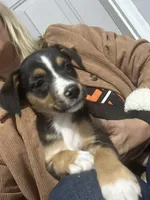 Minnie, a female Jack Russell Terrier and Rat Terrier for sale in Fair Haven, MI – 5 of 5
