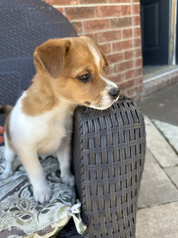 Mickey – Jack Russell Terrier, Rat Terrier puppy for sale in Fair Haven, MI
