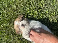 Copper, a male Shih Tzu for sale in Fair Haven, MI – 5 of 5
