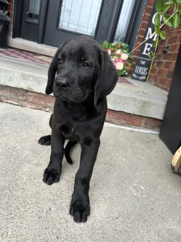 King – Dogue de Bordeaux, Perro de Presa Canario puppy for sale in Fair Haven, MI