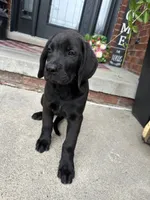 King, a male Dogue de Bordeaux and Perro de Presa Canario for sale in Fair Haven, MI – 1 of 5