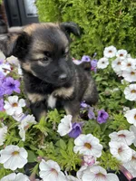Beatrice, a female Collie and Poodle - Miniature  for sale in Fair Haven, MI – 1 of 6