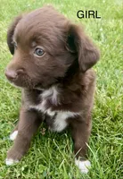 Calie, a female Collie and Poodle - Miniature  for sale in Fair Haven, MI – 3 of 5