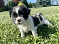 Pepper, a male Shih Tzu for sale in Fair Haven, MI – 3 of 5
