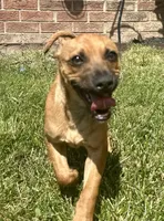 Jax, a male Jack Russell Terrier and Chihuahua for sale in Fair Haven, MI – 4 of 7