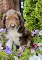Petunia , a female Collie and Poodle - Miniature  for sale in Fair Haven, MI – 1 of 6