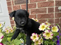 Paisley, a female Collie and Poodle - Miniature  for sale in Fair Haven, MI – 1 of 5