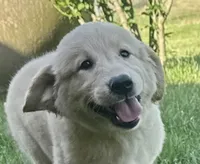 Buster, a male English Cream Golden Retriever for sale in Fair Haven, MI – 4 of 6