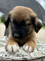 Buddy, a male Collie and Poodle - Miniature  for sale in Fair Haven, MI – 3 of 4