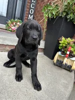 King, a male Dogue de Bordeaux and Perro de Presa Canario for sale in Fair Haven, MI – 3 of 5