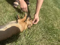Jax, a male Jack Russell Terrier and Chihuahua for sale in Fair Haven, MI – 7 of 7