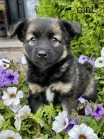 Beatrice, a female Collie and Poodle - Miniature  for sale in Fair Haven, MI – 5 of 6
