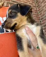Minnie, a female Jack Russell Terrier and Rat Terrier for sale in Fair Haven, MI – 2 of 5