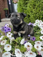 Beatrice, a female Collie and Poodle - Miniature  for sale in Fair Haven, MI – 4 of 6