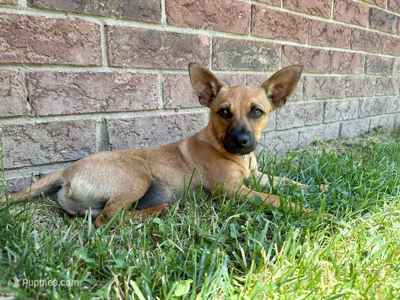 Jax – Jack Russell Terrier, Chihuahua puppy for sale in Fair Haven, MI