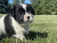 Pepper, a male Shih Tzu for sale in Fair Haven, MI – 5 of 5