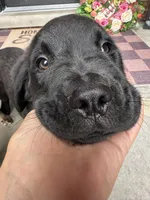 Prince, a male Dogue de Bordeaux and Perro de Presa Canario for sale in Fair Haven, MI – 2 of 5
