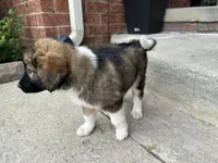Bear, a male Collie and Poodle - Miniature  for sale in Fair Haven, MI – 4 of 6