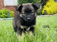 Beatrice, a female Collie and Poodle - Miniature  for sale in Fair Haven, MI – 3 of 6