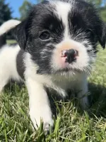 Pepper, a male Shih Tzu for sale in Fair Haven, MI – 1 of 5