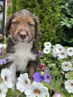 Petunia , a female Collie and Poodle - Miniature  for sale in Fair Haven, MI – 6 of 6