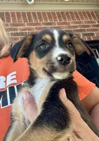 Minnie, a female Jack Russell Terrier and Rat Terrier for sale in Fair Haven, MI – 4 of 5