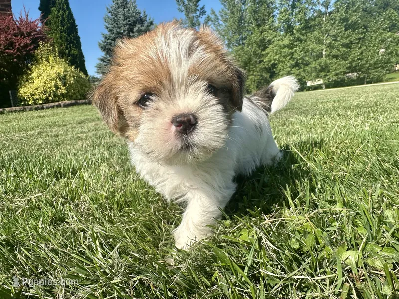 Copper – Shih Tzu puppy on hold in Fair Haven, MI
