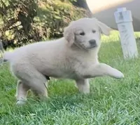 Buster, a male English Cream Golden Retriever for sale in Fair Haven, MI – 2 of 6