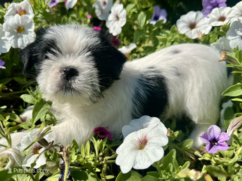 Penny – Shih Tzu puppy for sale in Fair Haven, MI