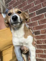 Buster, a male Jack Russell Terrier and Rat Terrier for sale in Fair Haven, MI – 2 of 3