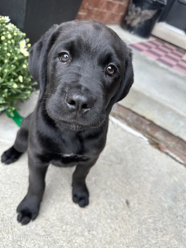 Queen – Dogue de Bordeaux, Perro de Presa Canario puppy for sale in Fair Haven, MI