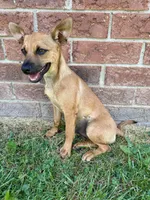 Jax, a male Jack Russell Terrier and Chihuahua for sale in Fair Haven, MI – 3 of 7