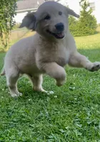 Buster, a male English Cream Golden Retriever for sale in Fair Haven, MI – 3 of 6