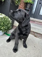 Queen, a female Dogue de Bordeaux and Perro de Presa Canario for sale in Fair Haven, MI – 4 of 4