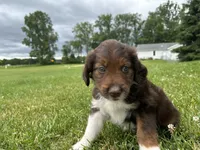 Petunia , a female Collie and Poodle - Miniature  for sale in Fair Haven, MI – 5 of 6