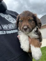 Petunia , a female Collie and Poodle - Miniature  for sale in Fair Haven, MI – 3 of 6