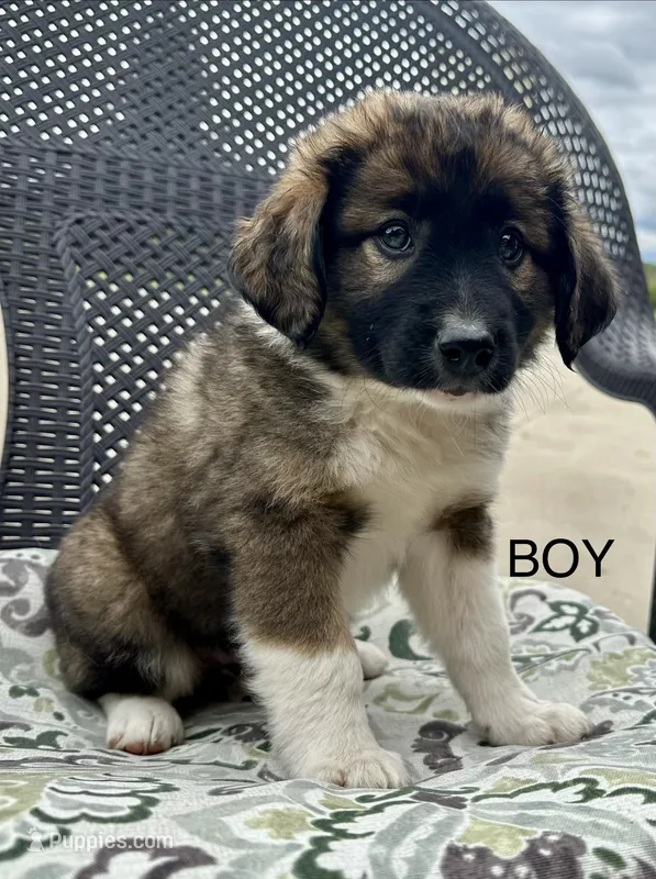 Bear – Collie, Poodle - Miniature  puppy for sale in Fair Haven, MI