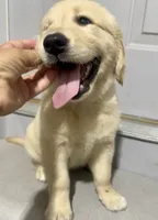 Buster, a male English Cream Golden Retriever for sale in Fair Haven, MI – 5 of 6
