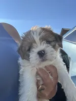 Copper, a male Shih Tzu for sale in Fair Haven, MI – 2 of 5