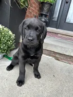 Queen, a female Dogue de Bordeaux and Perro de Presa Canario for sale in Fair Haven, MI – 2 of 4
