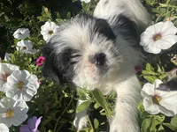 Penny, a female Shih Tzu for sale in Fair Haven, MI – 5 of 5