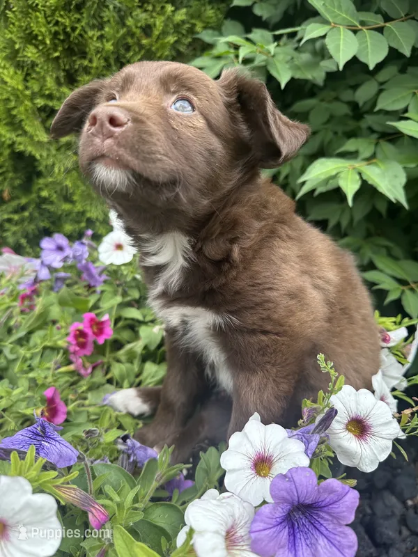 Calie – Collie, Poodle - Miniature  puppy for sale in Fair Haven, MI