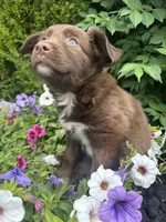 Calie, a female Collie and Poodle - Miniature  for sale in Fair Haven, MI – 1 of 5