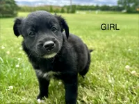 Paisley, a female Collie and Poodle - Miniature  for sale in Fair Haven, MI – 2 of 5