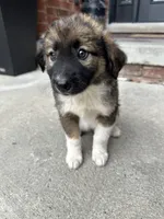 Bear, a male Collie and Poodle - Miniature  for sale in Fair Haven, MI – 5 of 6