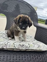 Bear, a male Collie and Poodle - Miniature  for sale in Fair Haven, MI – 2 of 6