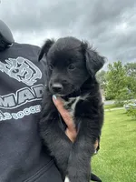 Paisley, a female Collie and Poodle - Miniature  for sale in Fair Haven, MI – 3 of 5