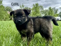 Beatrice, a female Collie and Poodle - Miniature  for sale in Fair Haven, MI – 2 of 6