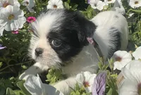 Penny, a female Shih Tzu for sale in Fair Haven, MI – 2 of 5